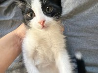 SMOKİN YAVRU KEDİLER