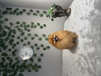 FCI ŞECERELİ TEDDY FACE KUSURSUZ POMERANİAN BOO