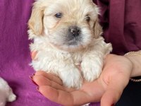 Rezervede yavru köpekler a kaliteli