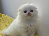 Irk Ve Sağlık Garantili Scottish Fold