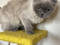 1 Yaşında Scottish Fold Miniğimize
