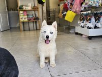 Çok özel husky bebeğim