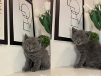 British Shorthair Yavrularımız