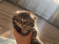 British longhair yavrularımı sahiplenmek istiyorum