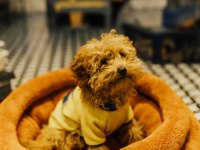 1 yaşında erkek toy poodle