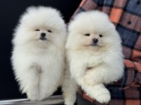 Show kalite pomeranian yavrular ziyarete açık