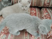 BRİTİSH SHORTHAİR KEDİLERİ