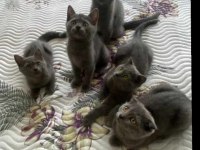 İri Yapılı Show Kalite Erkek British Shorthair Yavru