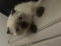Sahibini bekliyor scottish fold