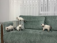 2 aylık BLUE POİNT yavrularımız sahiplendirilecektir