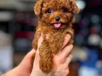 En Özel Safkan Şecereli Poodle Yavrular
