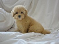 YENİ YIL MALTİPOO BEBEKLERİMİZ