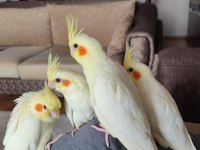 El Besleme Lutino Yavru Sultan Papağanları Çok Çok Evcil