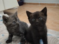 Anne ve yavruları british shorthair