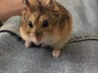 Hamster Gonzales Yavruları Heryere Gönderim