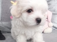 A kalite orjinal maltese yavrular