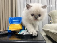 British longhair bluepoint