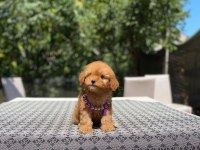 Poodle en mikrosu en özeli benim olsun isteyenlere