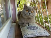 2 AYLIK ERKEK BRİTİSH SHORTHAİR