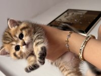 Benzersiz 4 british shorthair yavrumuz