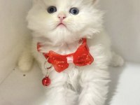 British Longhair Kar Beyaz Ve Tabby Yavrular