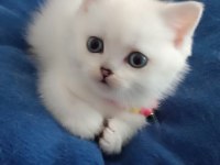 Silver british longhair