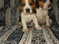 Üst Kalite Beagle Yavruları