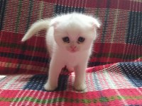 Yavrularımız sahiplendirilecektir scottish fold