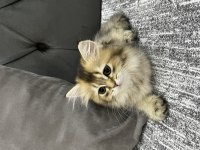 BRİTİSH LONGHAİR KEDİSİ