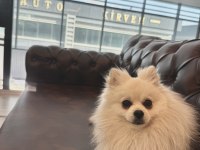Pomeranian Boo Ayıcık Surat 8 Aylık Erkek