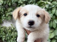 Teslime hazır border collie yavrular