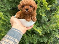 ORJİNAL IRK VE SAĞLIK GARANTİLİ KÖPEKLER