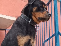Rottweiler çocuklarla arası iyidir