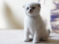 Veteriner kontrollü 45 günlük scottish fold yavrular