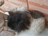Erkek guinea pig fazlalık