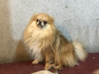 Erkek Pomeranian Oğlum Yeni Ailesini Arıyor