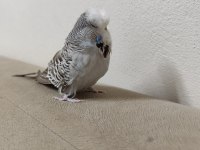 SHOW JUMBO VASIFLI TAKIM MUHABBET KUŞU