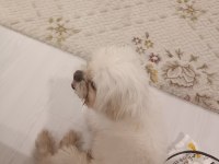 ERKEK MALTESE TERRİER