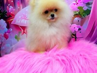 Gülen Yüz Pomeranian Boo Yavrularımız