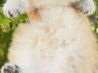 British longhair prenses henüz 40 günlük tosuncuk