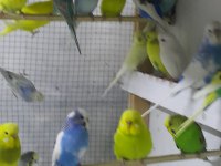 Eşli muhabbet kuşu takımlar üreticiden