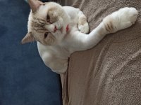 Safkan british lynx point