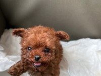 Teacup Poodle Yavru Köpekler