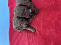 Teacup Toy Poodle Bebeklerim
