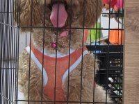 1.5 Yaşında Dişi Toy Poodle