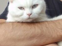 British Shorthair Kedisi