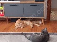 Maine coon ve bengal kırması turuncu