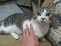 Kedimiz Eva ömürlük yuvasını arıyor