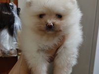 Pomeranian boo yavrularım