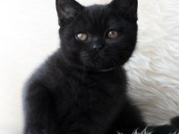 SİMSİYAH KADİFE YAVRU KEDİMİZ PUMA TESLIME HAZIR